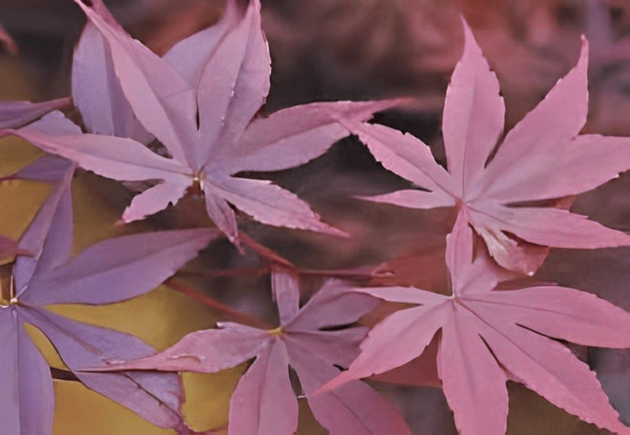 Fireglow red large leaf Japanese maple