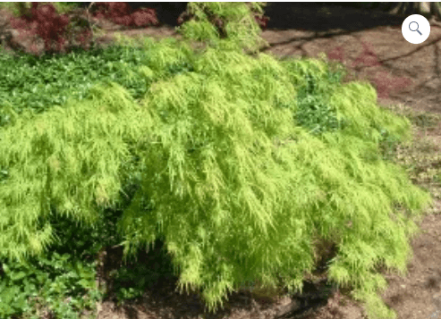 Green colored maple tree laid out on the floor.