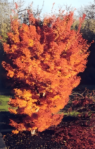 A dwarf orange maple tree in a large garden. 