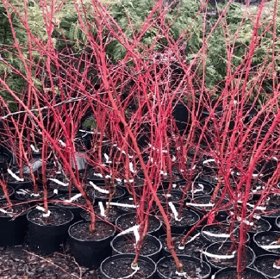Several red colored maples planted in pots.