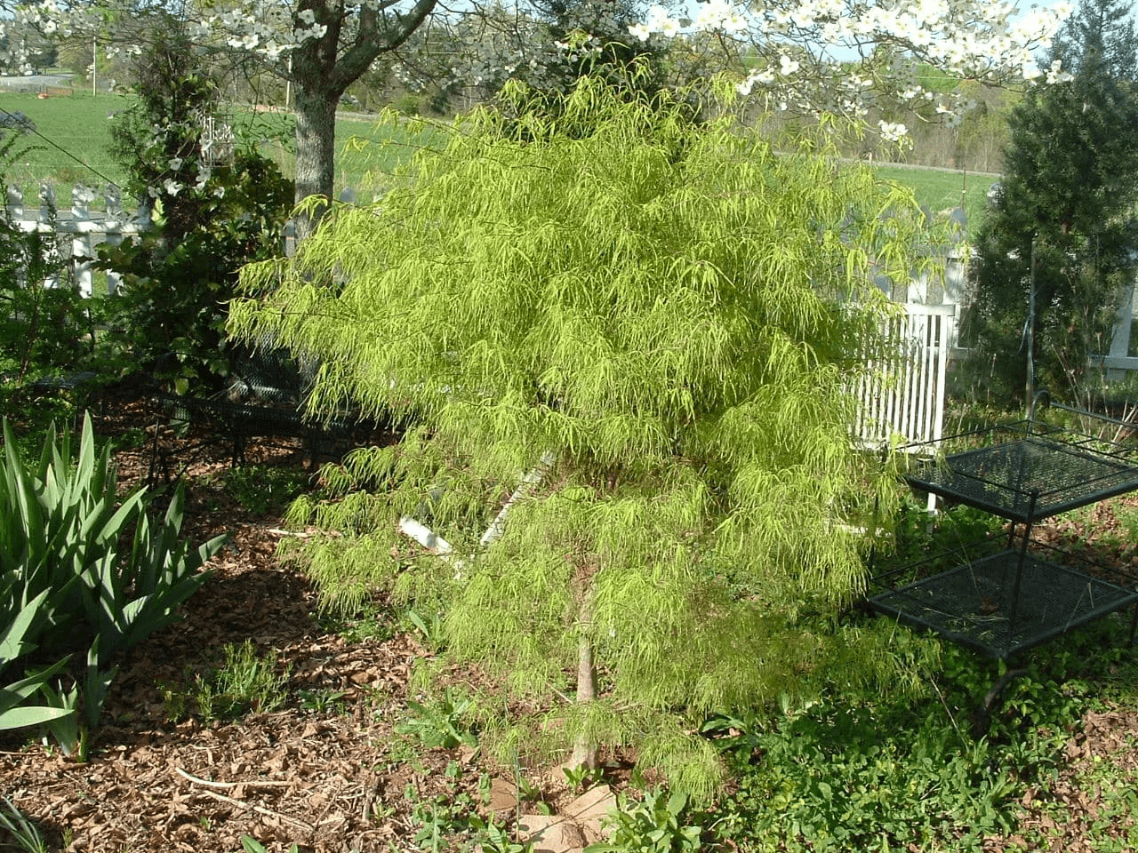 bamboo leaf Japanese maples