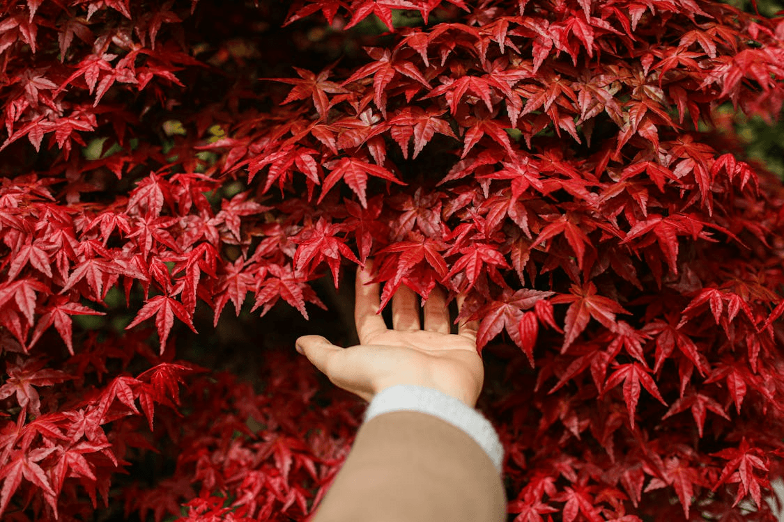 Hand brushing through red Japanese maple leaves