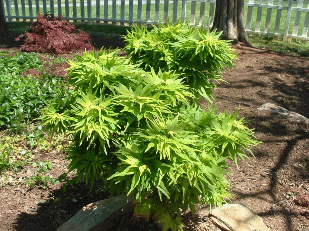 dwarf Japanese maples