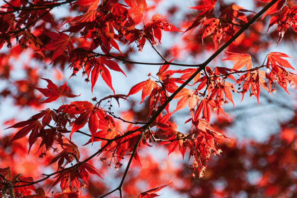 Vivid red foliage and blooms in strong sun