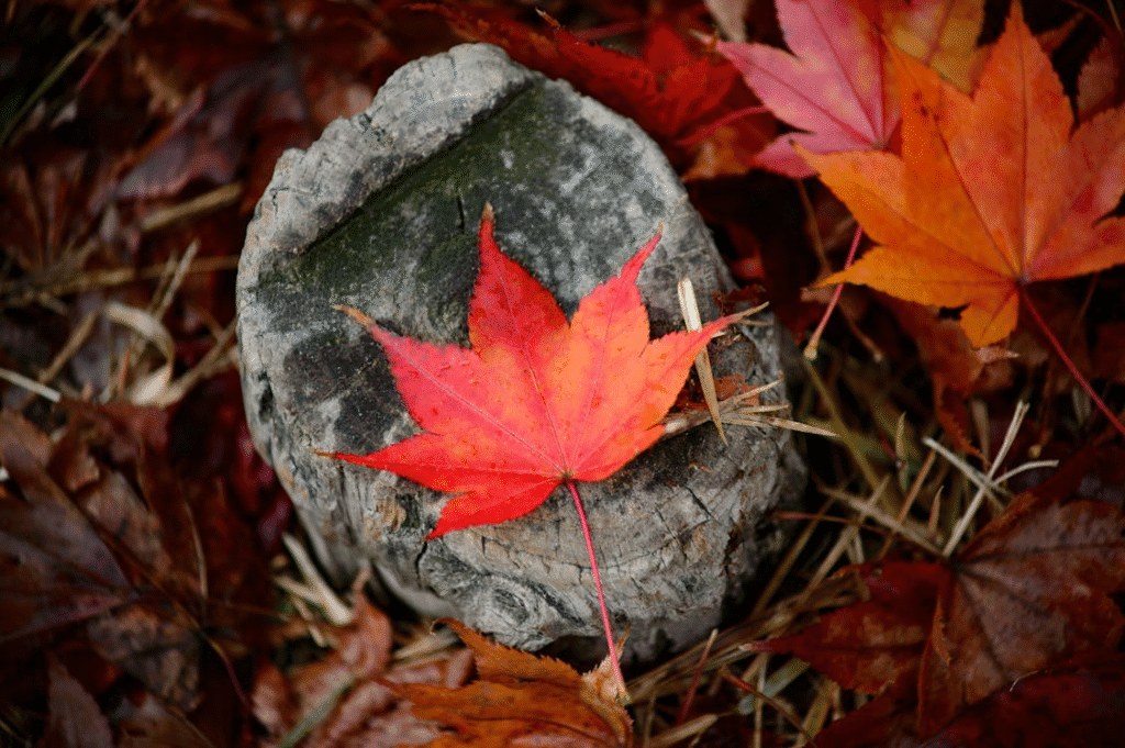 Single crimson leaf against gray bark