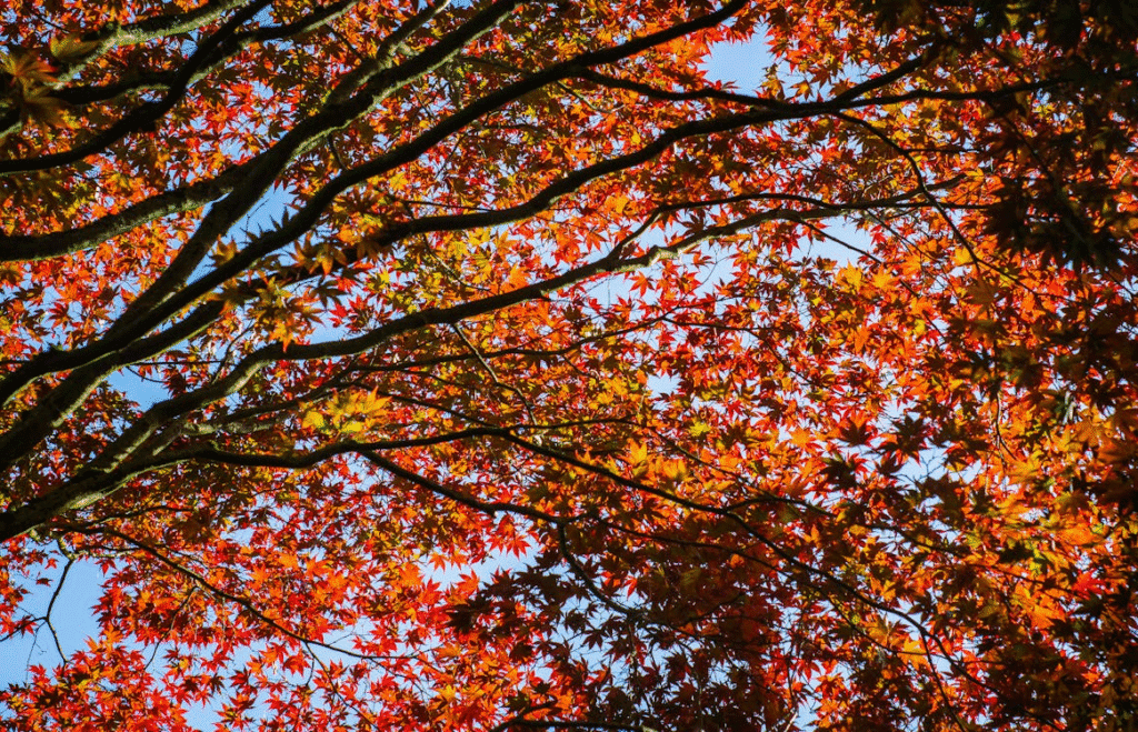 Vibrant red maple leaves set against clear blue sky