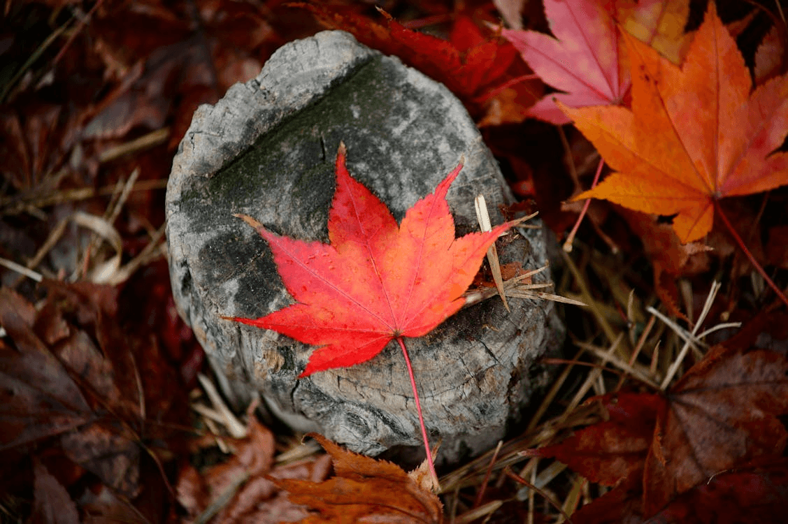 Detailed red leaf against gray trunk