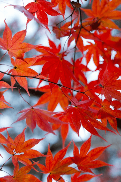 Close-up of warm copper-orange maple leaves