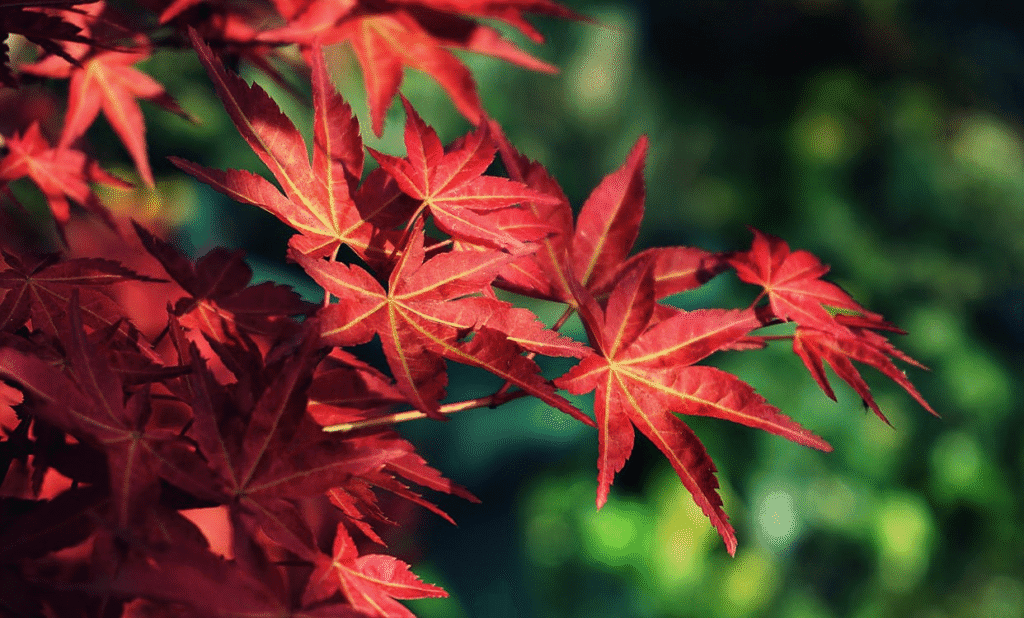Weeping crimson canopy glowing in bright sunlight