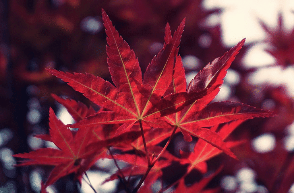 Cluster of red maple leaves