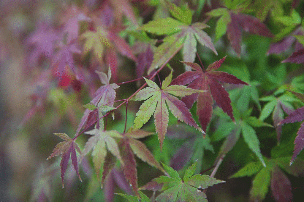 Soft, green and purple maple leaves with water droplets on them