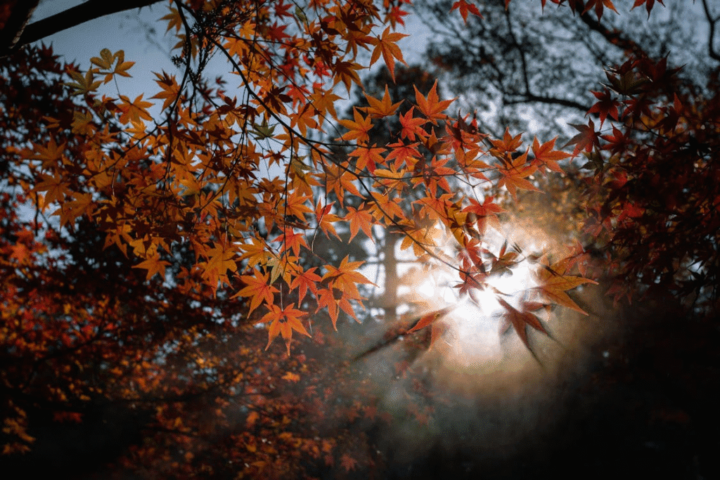 Maple leaves against the sun