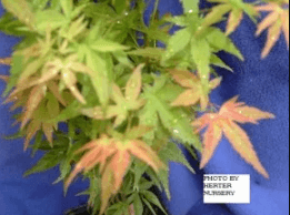 A large maple tree on a blue background.