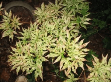 A green colored maple tree in the dirt.