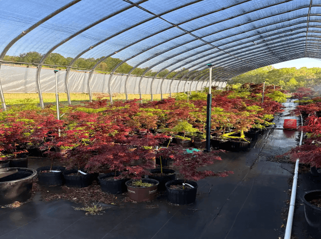 Several maple plants placed on the ground.