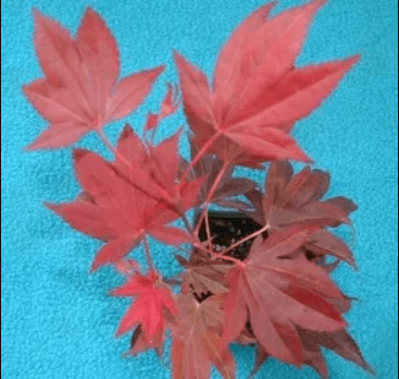A red colored maple plant against a blue background.