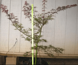A small maple plant placed against the wall.