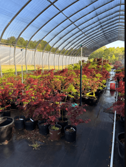 A large space with maple plants in pots.