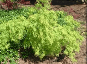 A green colored plant on the ground.