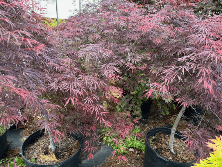 A couple of plants with purple leaves. 