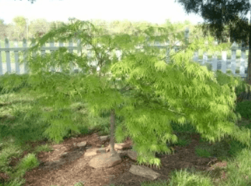 A large green colored maple tree.