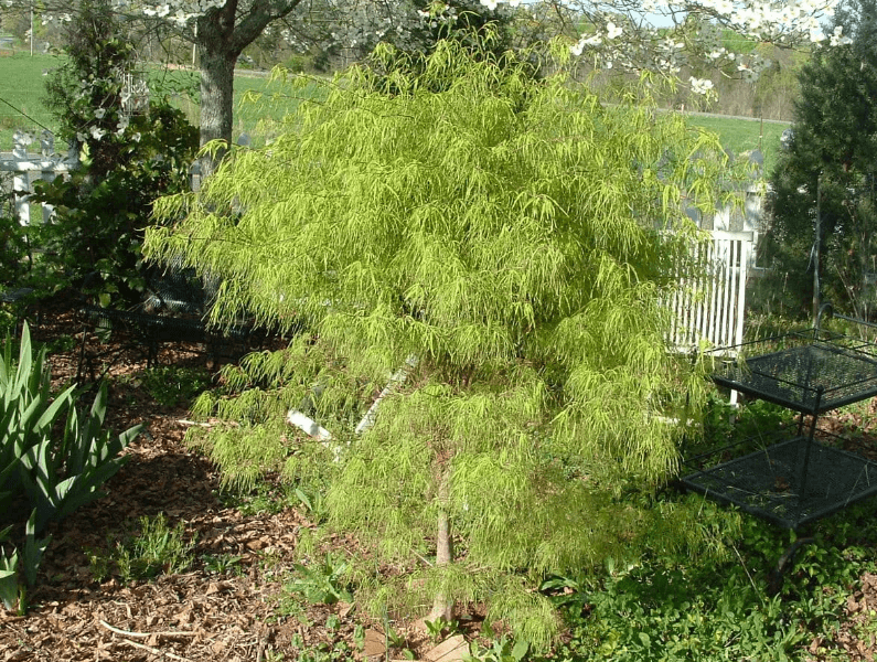 Graceful weeping Japanese maple tree serving as a focal point in a landscaped garden