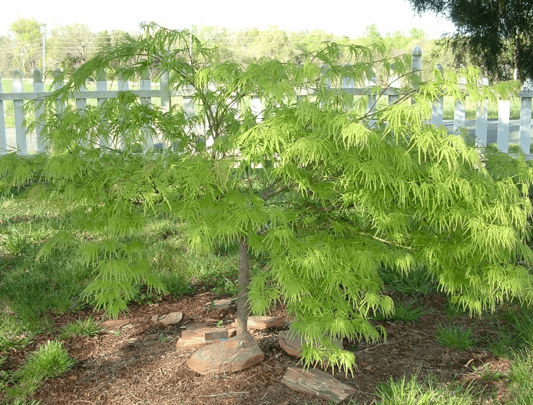 Compact Japanese maple tree planted as a focal feature in a residential landscape