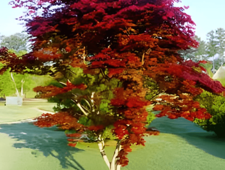 Mature Japanese maple tree with full canopy showing vibrant seasonal foliage in a landscaped garden