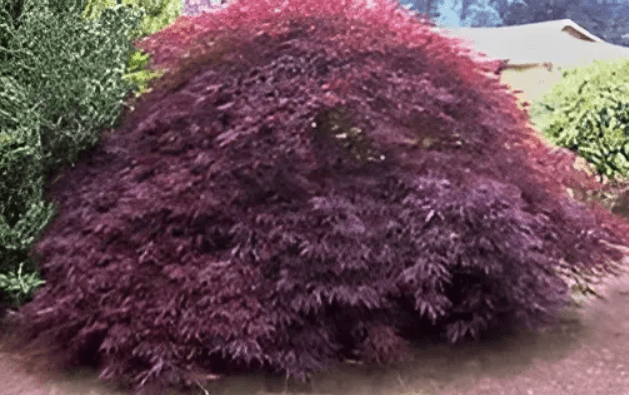 A purple-colored Japanese maple tree.