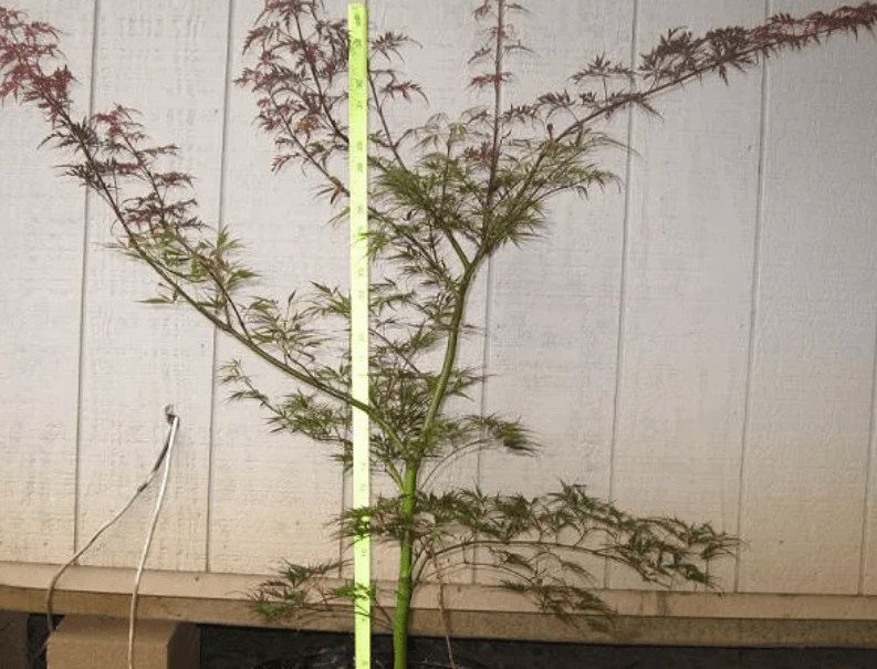 Young Japanese maple tree being measured for height growth against a wall