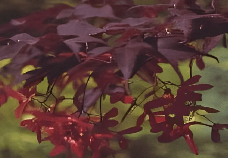 Close-up of dark red Japanese maple leaves creating layered seasonal color