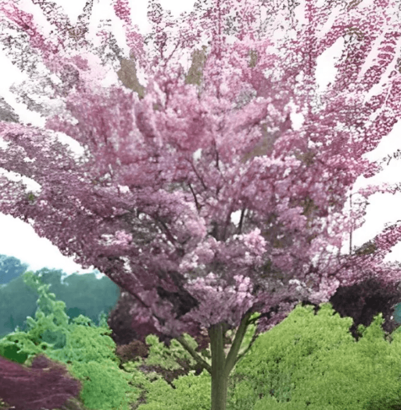 Dense ground-level Japanese maple foliage displaying mixed seasonal leaf colors