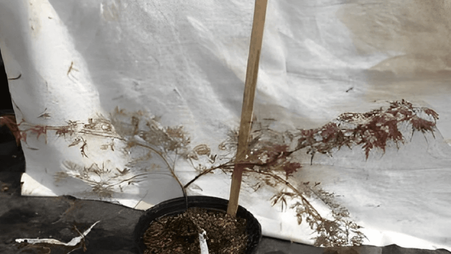 Small potted Japanese maple showing delicate branching and leaf color variation