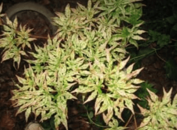 A small Japanese maple plant.