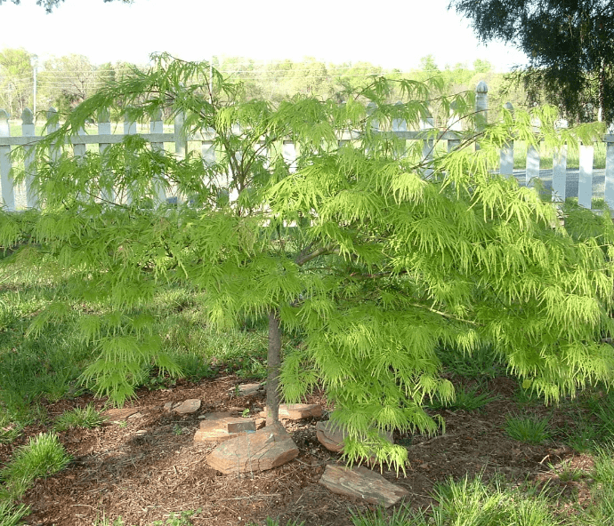 A large lace leaf Japanese maple tree.