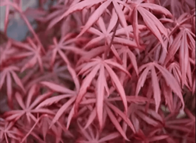 A maroon-colored maple plant.