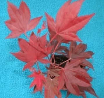 A red colored Japanese maple plant.