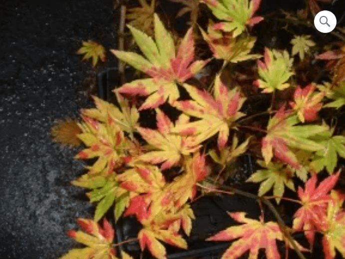 Red, yellow, and green maple leaves.