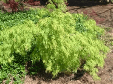 A green colored Japanese maple tree placed on the ground.