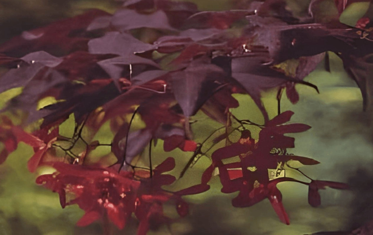 A plant with red blood maple leaves.