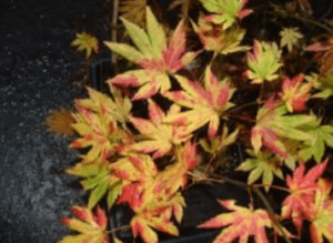 A large Japanese maple tree growing on the floor
