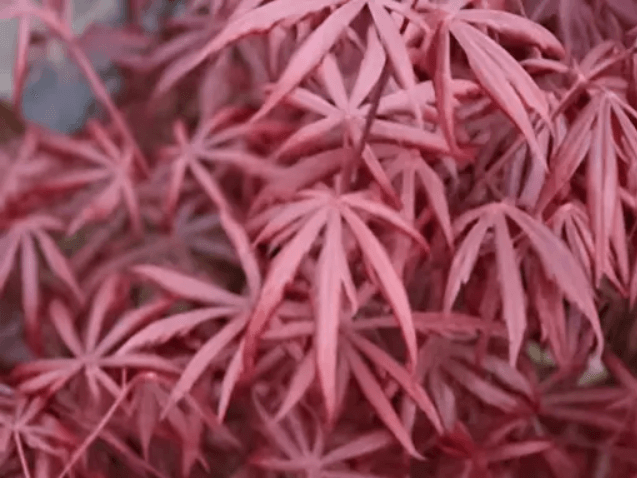 A red colored Japanese plant.