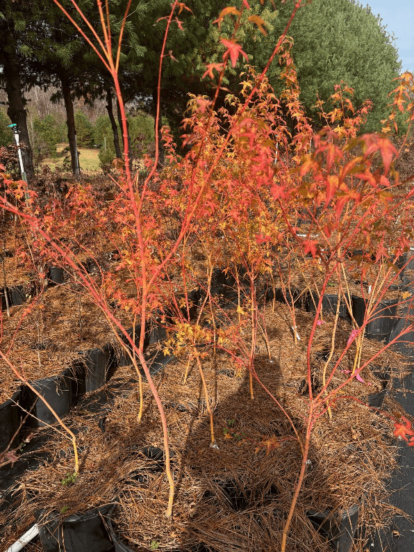 A plain orange Japanese maple tree with leaves.