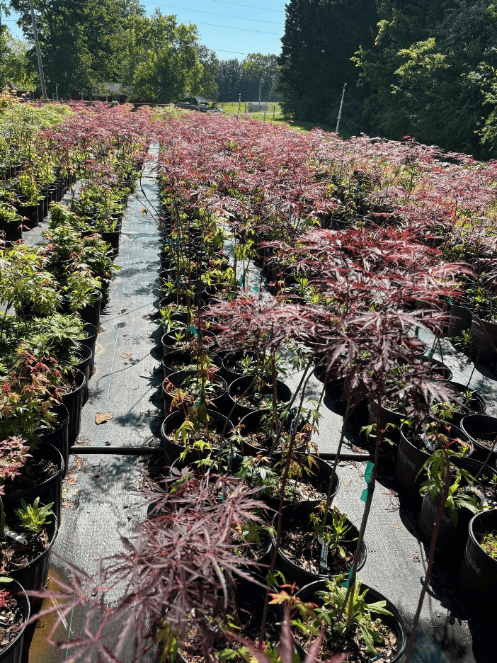 Several rows of planter pots on the floor.