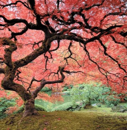 A large tree with a fat stem.